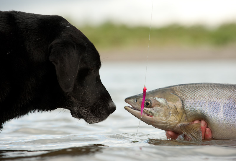 feeding-fish-for-dogs