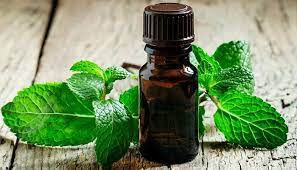 Unveiling the Process Behind Peppermint Oil Manufacturing